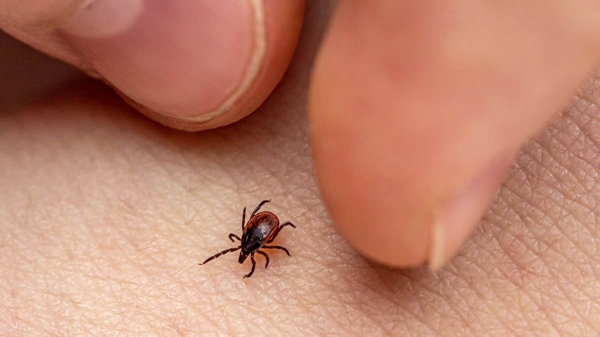 Imagem da matéria: Expert ensina como prevenir o surgimento de pulgas e carrapatos em pets