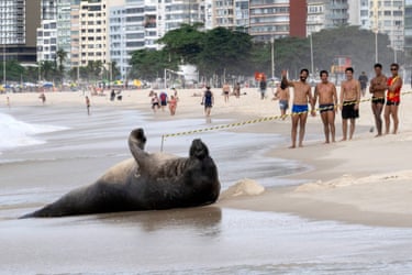 An elephant seal appears to wavet o beachgoers as it pops by the shore of Copacabana Beach in Rio de Janeiro, Brazil
