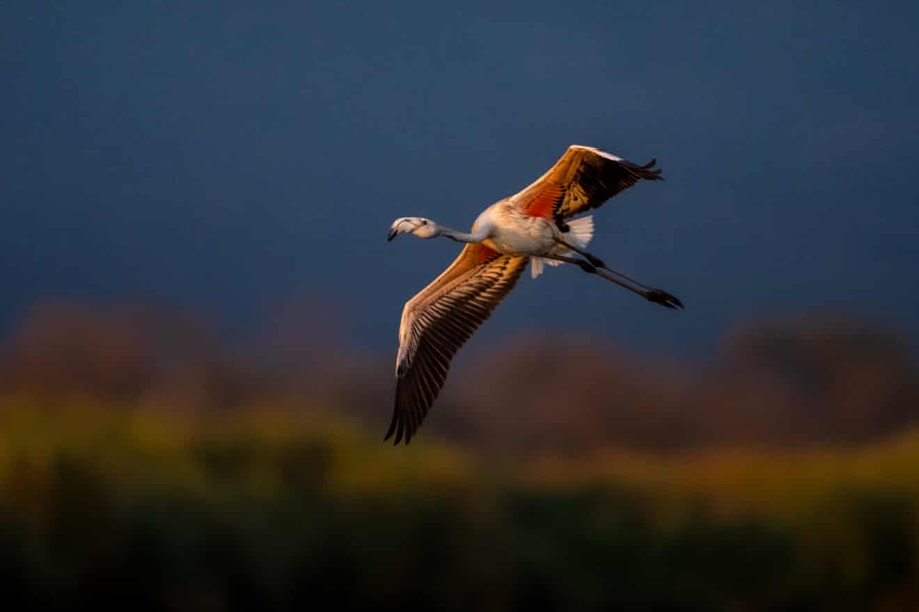Semana na vida selvagem: um focinho-amigável, um goldcrest furioso e 'o pai do cisne'