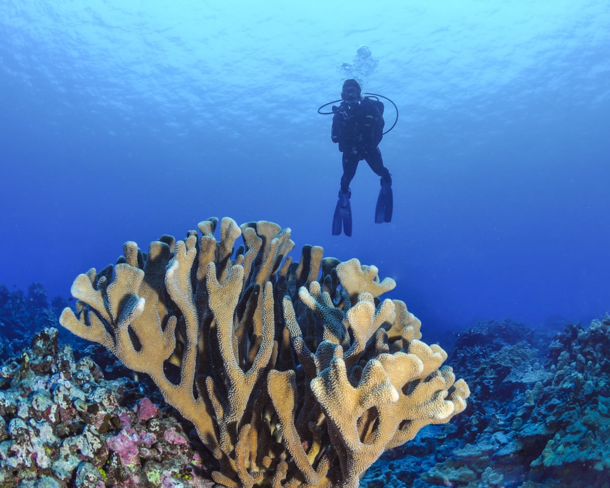 Quase todos os recifes de coral de águas rasas do planeta enfrentam o colapso do ecossistema até 2075, dizem conselheiros da ONU.