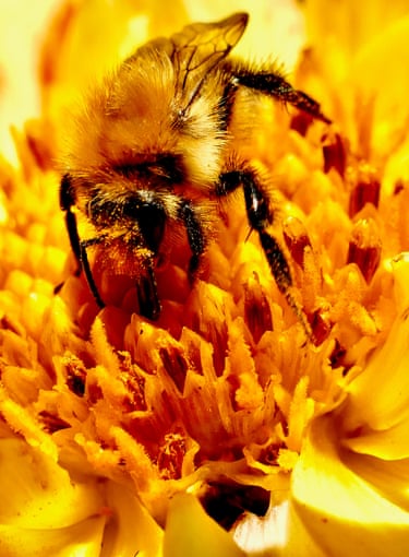 A bee collects pollen in the sunshine in Dunsden, UK