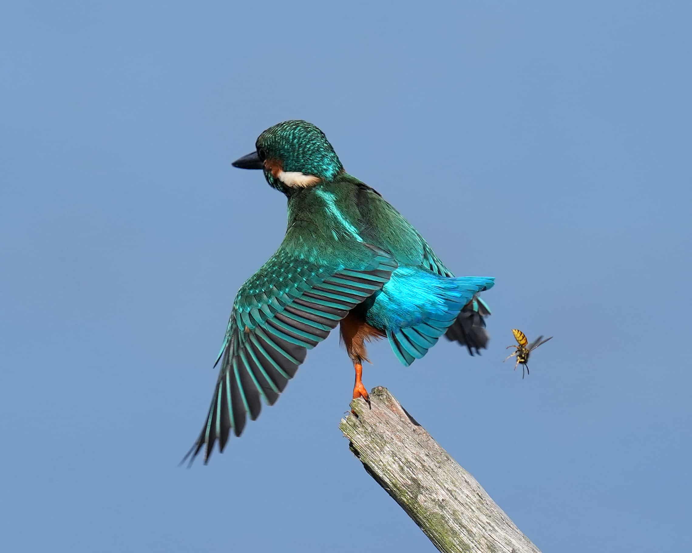 Semana na vida selvagem: um focinho-amigável, um goldcrest furioso e 'o pai do cisne'