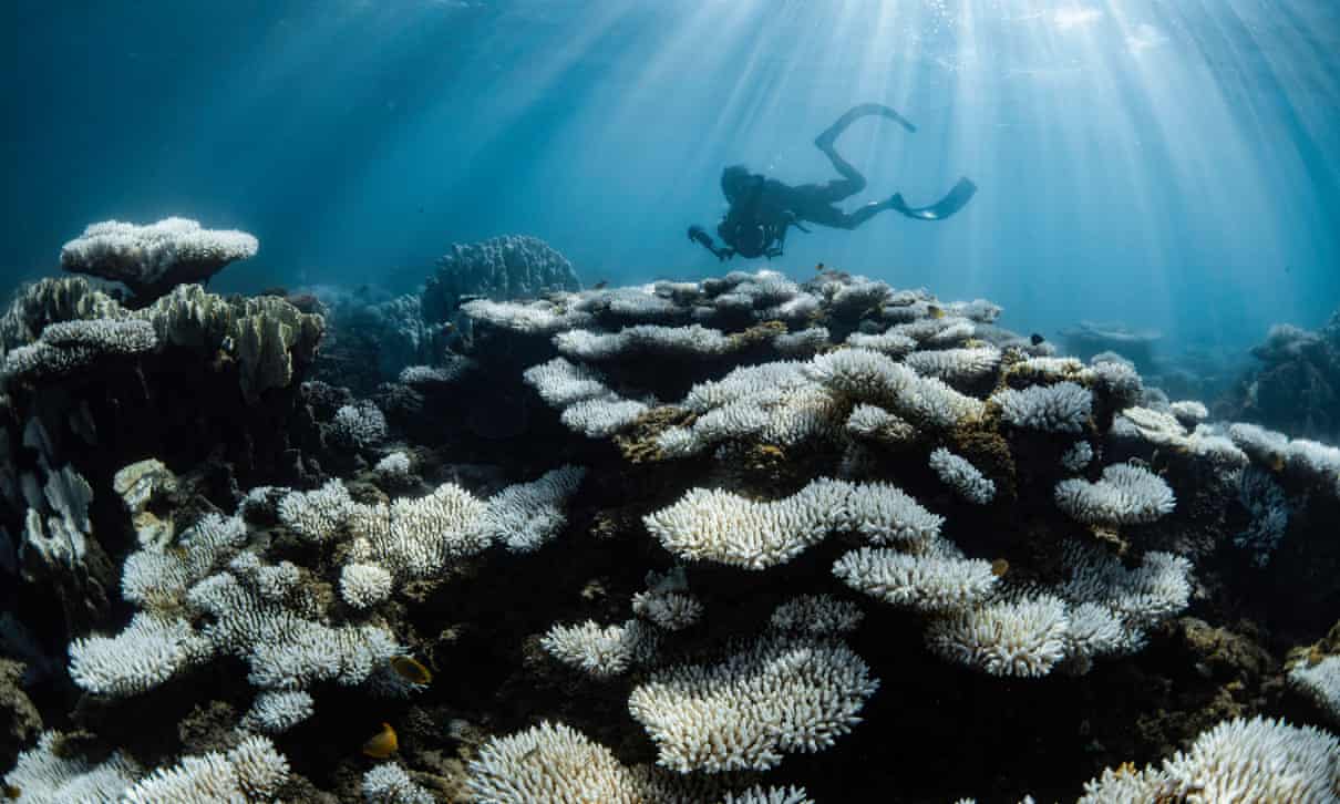 Quase todos os recifes de coral de águas rasas do planeta enfrentam o colapso do ecossistema até 2075, dizem conselheiros da ONU.
