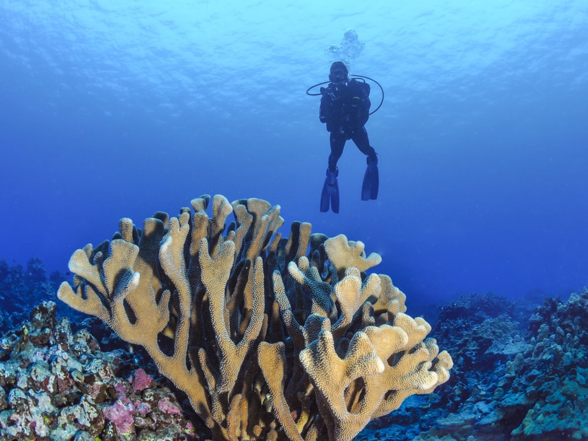 Quase todos os recifes de coral de águas rasas do planeta enfrentam o colapso do ecossistema até 2075, dizem conselheiros da ONU.