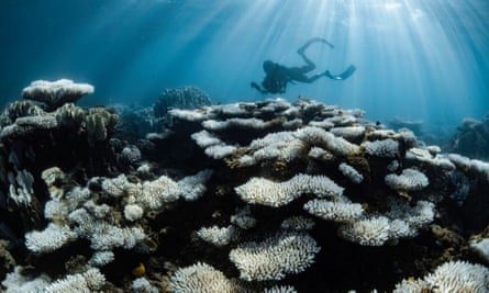 A diver among bleached coral