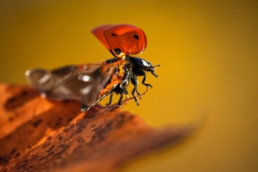 A ladybird takes off from a autumn colored leaf in a city park in Tallinn, Estonia