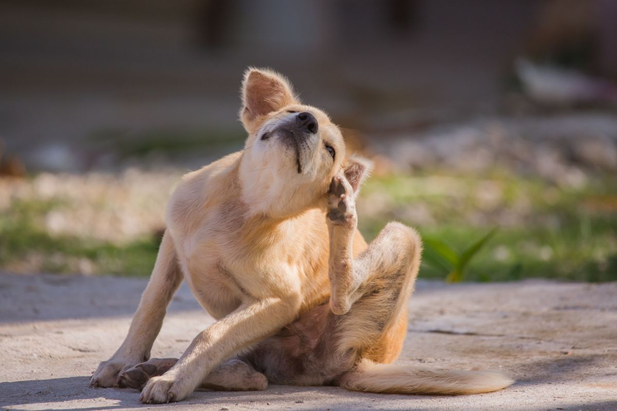 Expert ensina como prevenir o surgimento de pulgas e carrapatos em pets