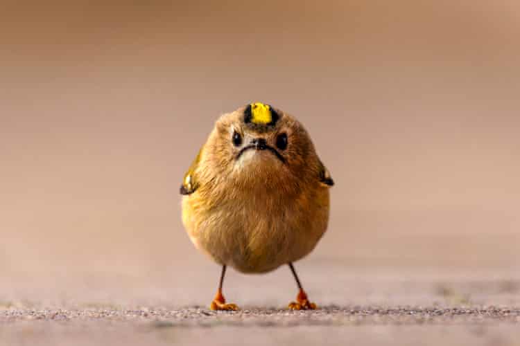 Semana na vida selvagem: um focinho-amigável, um goldcrest furioso e 'o pai do cisne'