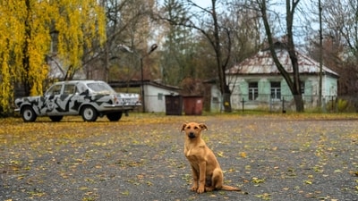 A study of dogs sampled at three sites in the Chernobyl region found distinct local genetic profiles and extensive family connections. The results help researchers examine how movement, breeding and location shape animal populations in a transformed environment, but do not establish that radiation caused the observed differences. (Wikimedia Commons)