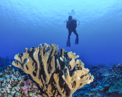 A bleached coral reef in Papa Bay, Hawaii, with a diver floating above it.