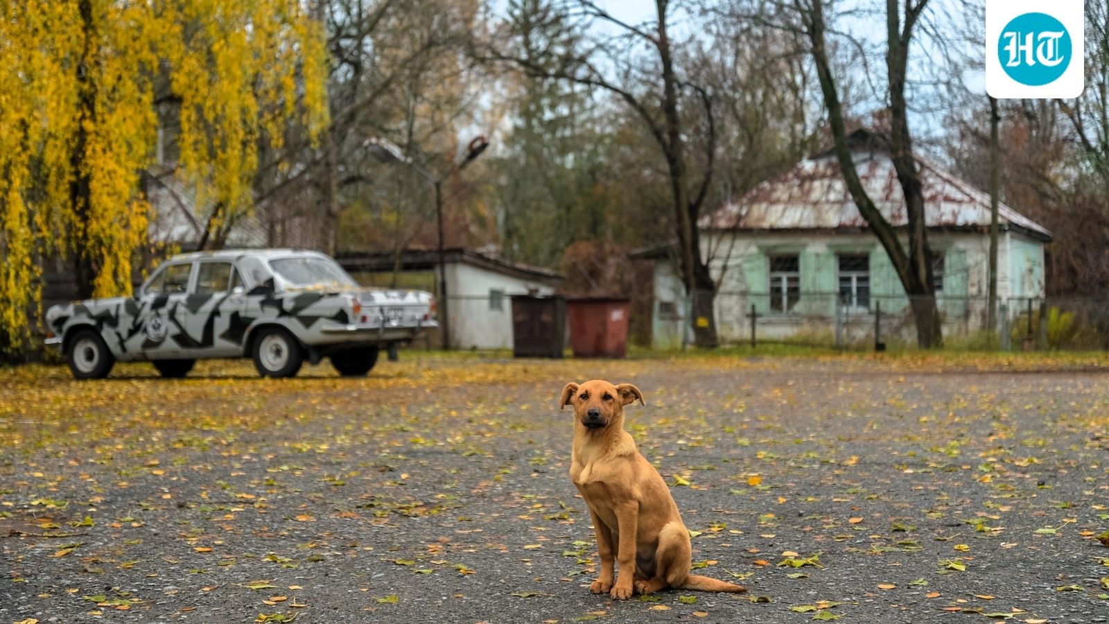 Em 1986, a explosão do reator de Chernobyl forçou os residentes a deixar cães para trás; décadas depois, 302 cães formaram grupos genéticos distintos separados por 15 km