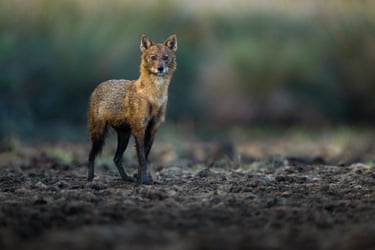 A golden jackal spots the photographer in Kocacay Delta in Bursa, Turkey