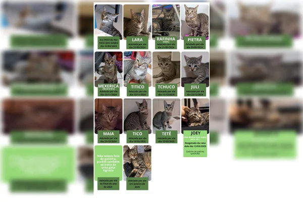 TJDFT adia julgamento de recurso contra psicológo acusado de matar 17 gatos - destaque galeria